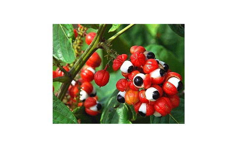 Guarānas pulveris (guarana powder), 50g