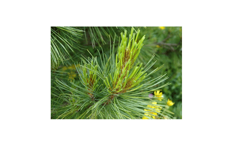 Ciedru skujas (Calendula), 5ml